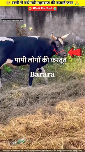 रस्सी से बंधे नंदी महाराज की बचाई जान 🥹🙏