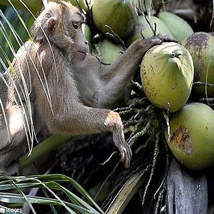 358K views · 560 reactions | They are the creators of monkey circus?  | Baby Animals TV | Facebook