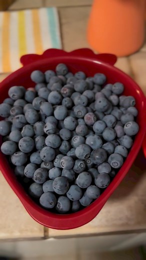 33K views · 807 reactions | What a nice blueberry haul today! | Life With Annie | Facebook