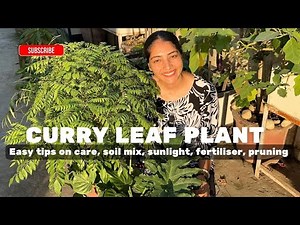 How to care for a Curry Leaf Plant? Tips and easy pointers