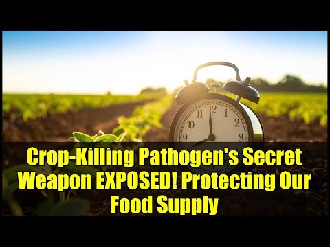 Crop-Killing Pathogen's Secret Weapon EXPOSED! Protecting Our Food Supply