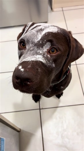 The hand of Saruman✋🏻😂🐶🤎 #lordoftherings #dog #fyp #foryou #foryoupage