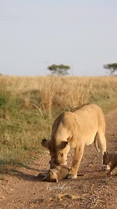 Lion cubs. mom playing with baby 🥰 #wild #animals #animal #wildlife #lion #safari #Wildlife #pushupsChallenge #fitnesstransformation #skincaregoals #hardikpandya | Fyado fun