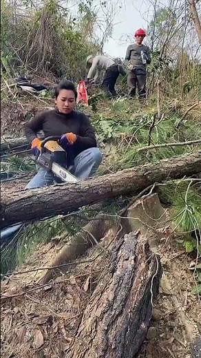 Amazing Woman Using a Chainsaw to Cut Trees | Powerful Logging Skills in the Forest