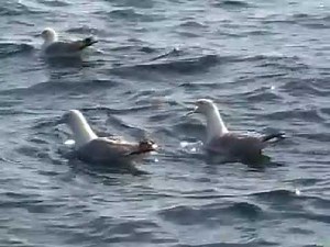 le cri des mouettes.