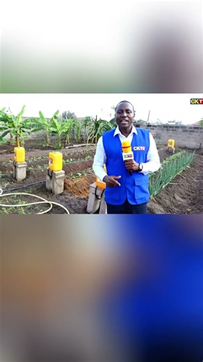 Look at Smart Simple Irrigation System #farming #kenyaagriculture #agriculturefarming #tomatoes #fa