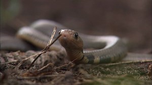 A professional snake-catcher and herpetologist find twenty cobra eggs, but the last one needs a little help to hatch. #SnakeCity | National Geographic Animals