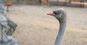 6 an isolated ostrich head with large eyes and a red beak