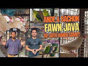 Java Sparrows Ande & Bachon Ke Sath Handi Samet – Apni Marzi Se Hasil Karein