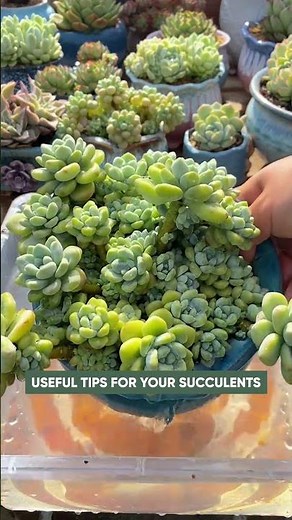 How to Water Succulents: The Ultimate Guide for Beginners 💧