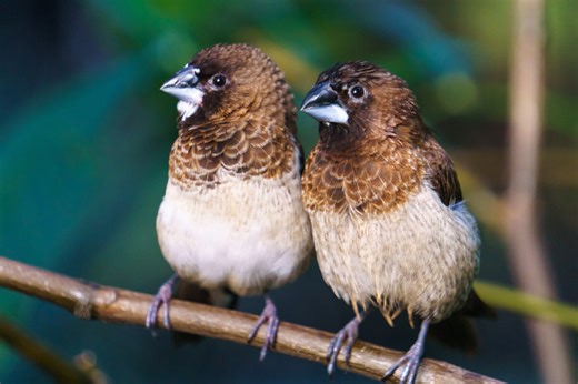 Why birds need to hear themselves sing—and what it teaches us about human language