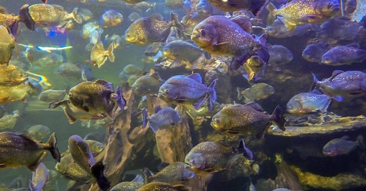 Attaque de piranhas au Brésil : une petite fille de 2 ans meurt après être tombée dans une rivière