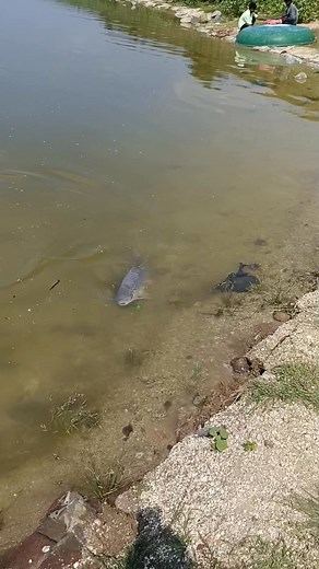 495K views · 4.3K reactions | Today Catching big Rohu fish#reels | Anbu Views | Facebook