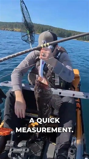 Massive Lingcod in a Fishing Kayak #kayakfishing