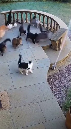 This Sprinkler Just Scared an Entire Cat Army 😆🐱
