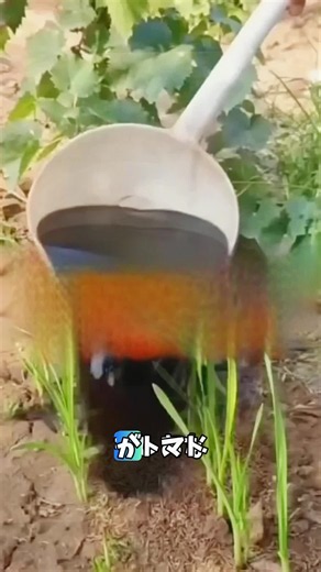 野菜を育てるのは実は難しくない，野菜をうまく育てたい，植え付けの知識は不可欠である！！#知識を広げよう#共有#植え付けのヒント