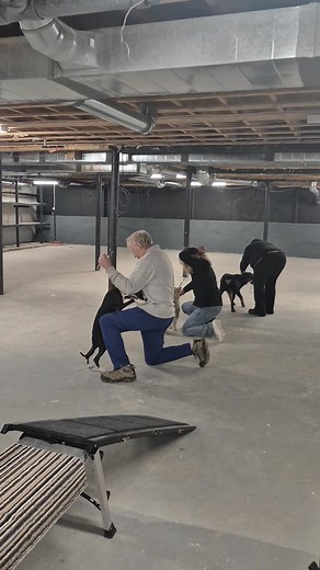 🐾✨ Dogz Lodge in New Brunswick! ✨🐾 What an absolute joy to join Coach Jennifer Remazki for Confirmation Training on Sunday! These beautiful puppies and their amazing handlers are learning the art of the show ring, and wow… their focus blew me away! 👏🐶💫 I learned so much watching these little stars shine, and I even had the chance to share a bit of my own wisdom. Reminders are good for all of us, even the seasoned dog peeps. 😉💛 Thank you, Jennifer, for including me in your session. It was 