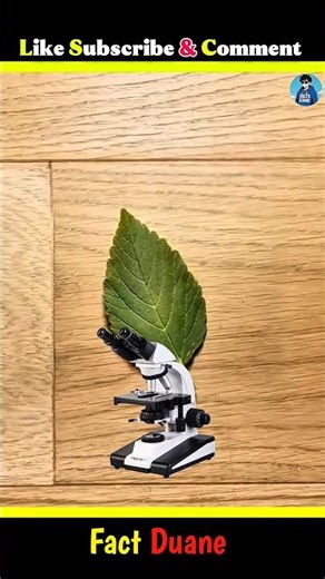 How Do Normal Things Look In Microscopes ? #shorts