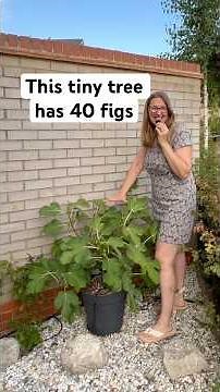 Container grown Brown Turkey Fig. How to get started and get lots of figs from a tiny tree! Simple!