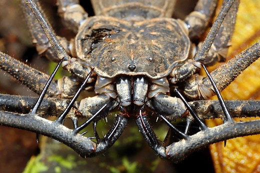 32 Spiders That Look Like Scorpions But Are Nothing Like Them