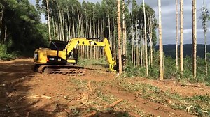 10K views · 310 reactions | Felling trees with a bunching shear | Forestry Equipment in Action | Facebook