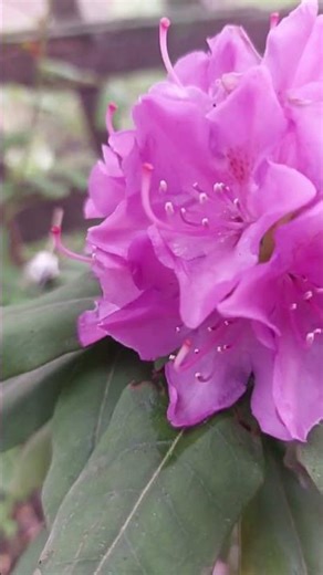 My Rhododendron Finally Bloomed 🌸