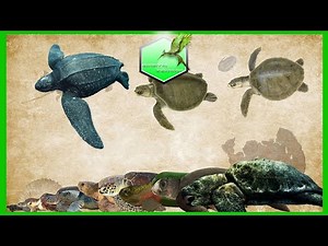 Sea Turtle Size Comparison Living Extinct