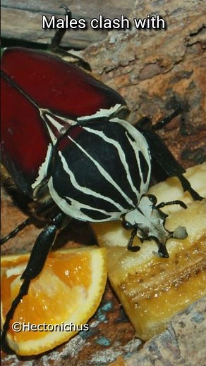 Almost the size of your hand? | Goliath Beetle | S01 077 | Remarkable Insects