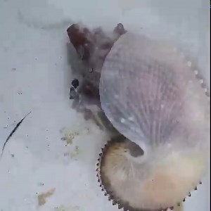 3.5K views · 127 reactions | The argonauts are a group of pelagic...