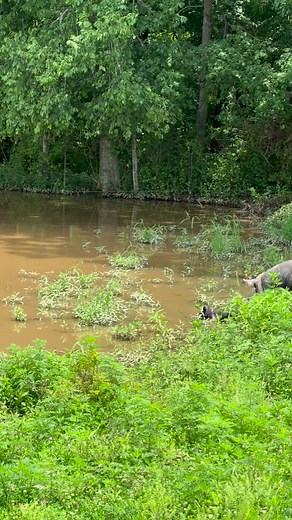 2.9M views · 28K reactions | As soon as the piglets got to their new field, Penelope took them straight down to the mudhole! They loved it! #kentuckyfarmlife #pigs #pig #home #mud #farming #farm #farmlife | Kentucky Farm Life | Facebook