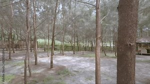 View of agoho tree in a sandy beach of Liw liwa, San Felipe, Zambales, Philippines