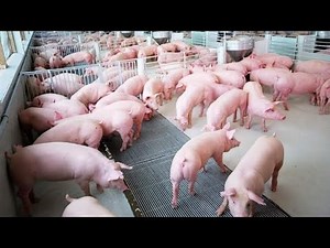 Pig farming process from birth to sale