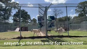 Enjoy a snapshot of the Wacky Inflatable Tube Men that are actually the animal keepers in disguise! A huge thank you to the keepers for always going the extra mile! #wolf #wolfdog #sanctuary #enrichment #visualenrichment | Saint Francis Wolf Sanctuary