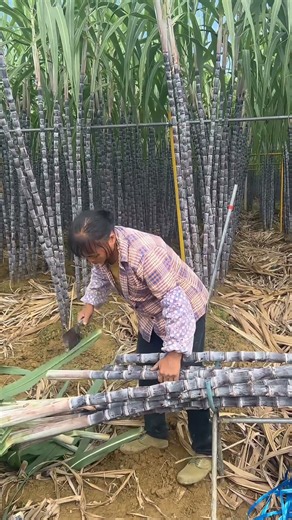 Efficient Sugarcane Harvesting: Cutting and Bundling in the Field #shorts#viral #explore #trending