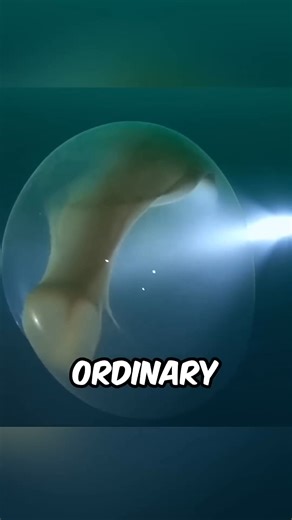 131K views · 2.2K reactions | scary creatures found in the ocean! #DeepSeaHorrors #OceanNightmares #SeaCreatures #CreepyOceanVibes #WhatLurksBelow #MarineMonsters #AbyssalTerrors #ScarySeaLife #DeepSeaCreeps #OceanFears | FactPaw | Facebook