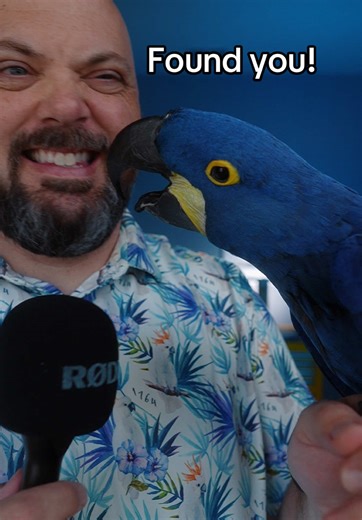 Caring for a Blind Parrot: Tips and Tricks