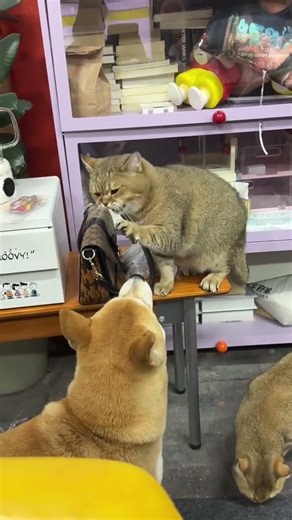 have u done counted on it?? 😅 #cat #sneeze 