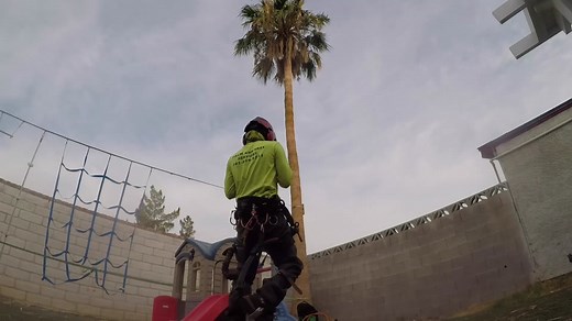 How to Climb a Palm Tree: Expert Arborist Tips