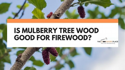 Is Mulberry Tree Wood Good For Firewood? | The Woodwork Place