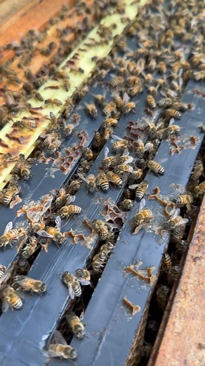 Hello bees. Time to see how you are doing making your winter stores. 🍁 🐝 🍯 ❄️ | Tilly's Nest