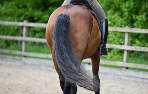 The Ridden Horse Pain Ethogram: how the phrase ‘that’s the way the horse has always gone’ is being challenged - Horse & Hound