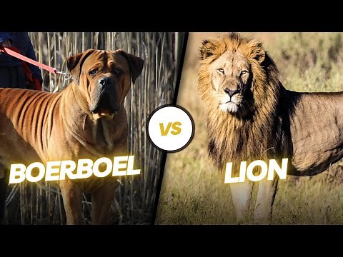 Can a BOERBOEL defeat a Lion?