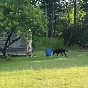 67K views · 997 reactions | Great Dane meets fawn. And it’s adorable. : Jessica Huffman | Mojo TV | Facebook