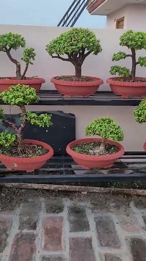 Jade plant fertilizer #Dwarfjade #portulacariaafra #minijade #shorts #trending #evergreenplant