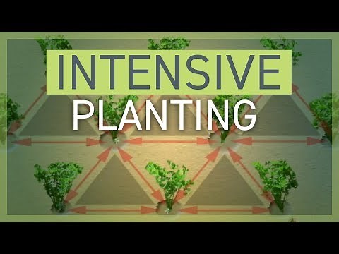 Intensive Planting