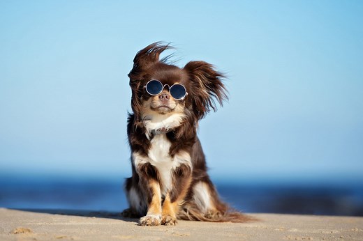 165 Celebrity Dog Names for Pets Who Are Too Cool for School