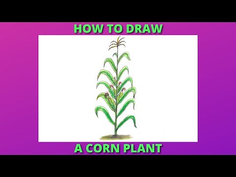 How to draw a Corn plant with color pencil / Easy step by step method for beginners