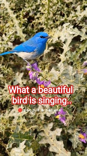 The Most Beautiful Bird Songs