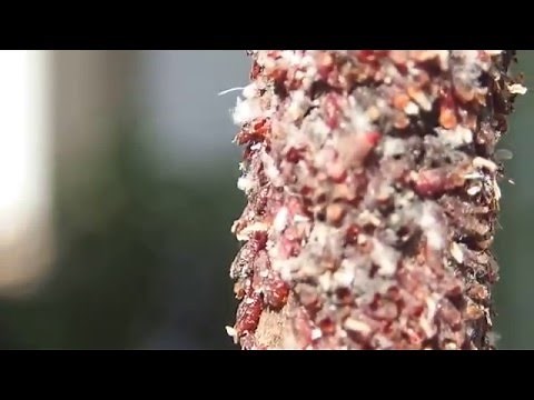 ラックカイガラムシのオスの成虫１
