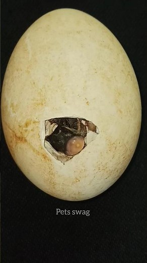 From Abandoned Egg to Amazing Adventure: A Journey of Floky (Goose Duck) 🦆